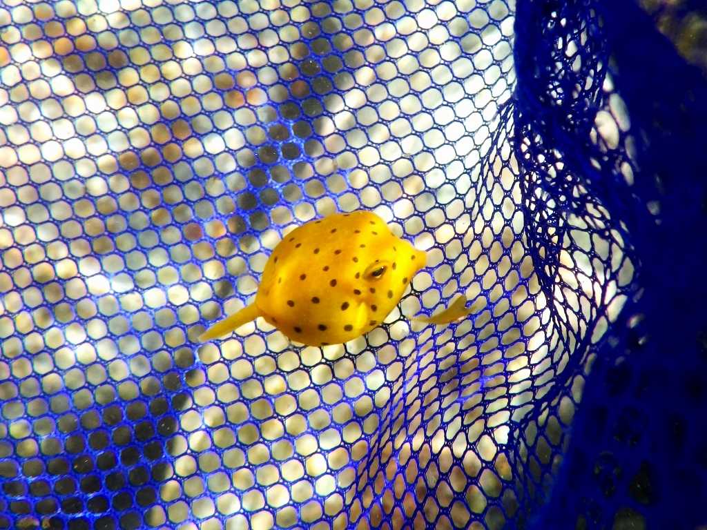 串本磯採集2020年8月下旬50　ハコフグ（Ostracion immaculatus）の幼魚