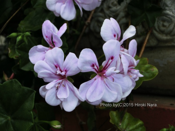 光景　sight0419　花 FLOWERS
