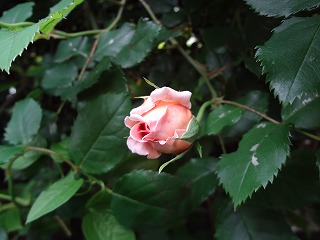 DSC00830.jpg