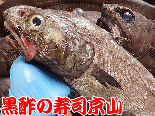 ムネダラ　深海魚.jpg