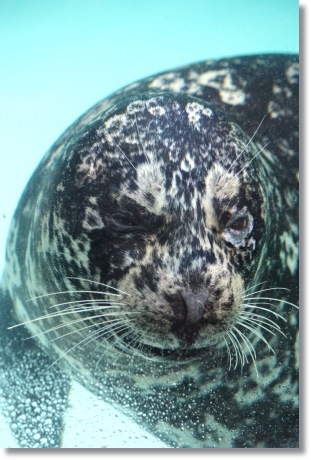 東京旅行-94 ゼニガタアザラシ 13.10.5