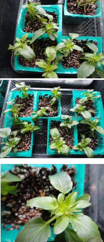 パンジーの挿し芽、成功かな？