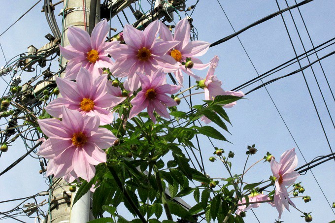 皇帝ダリア （Dahlia imperialis ）