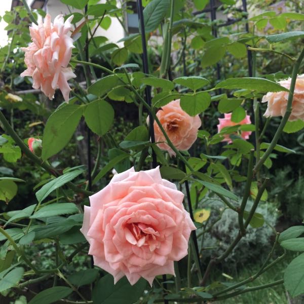 rblog-20170813225556-03.jpg