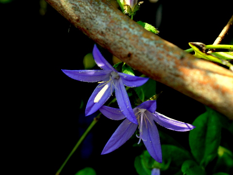 二つの花