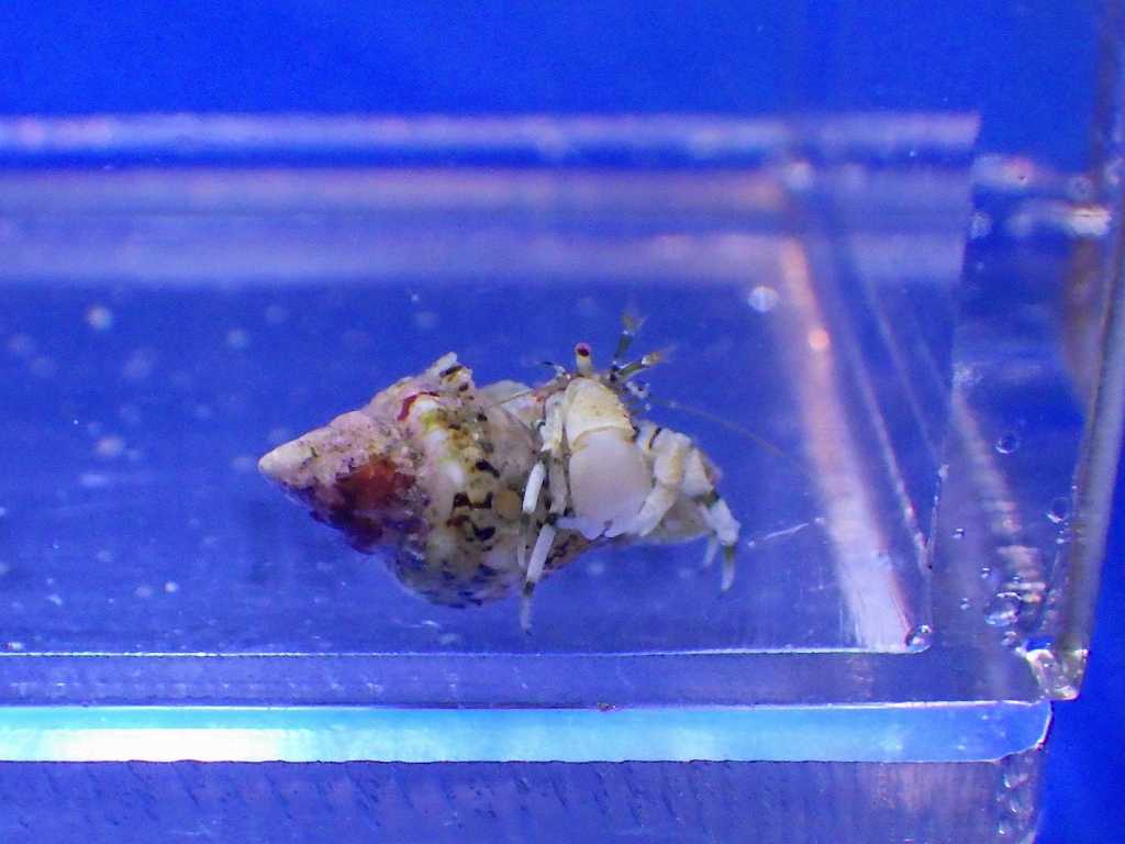 コンペイトウヒメホンヤドカリ（Pagurixus acanthocarpus）2　串本採集2025年10月