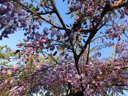 藤の花