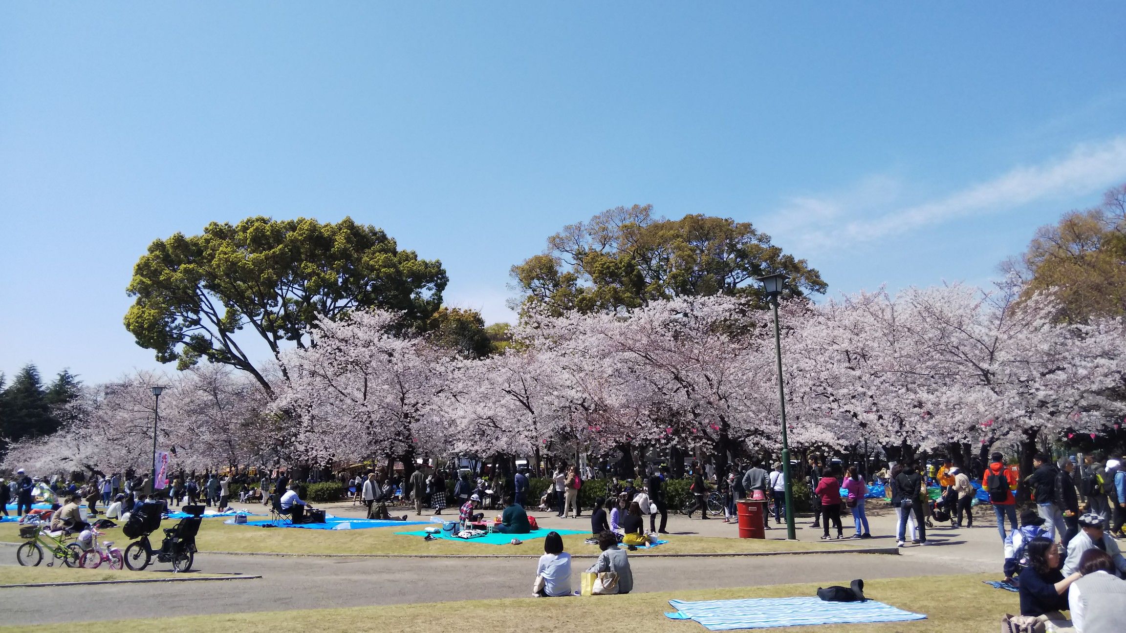 お花見 鶴舞公園とフラリエへ ｔｅａ ｇａｒｄｅｎ ちょっとひとりごと 楽天ブログ