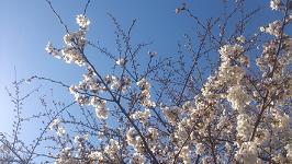 青空と桜