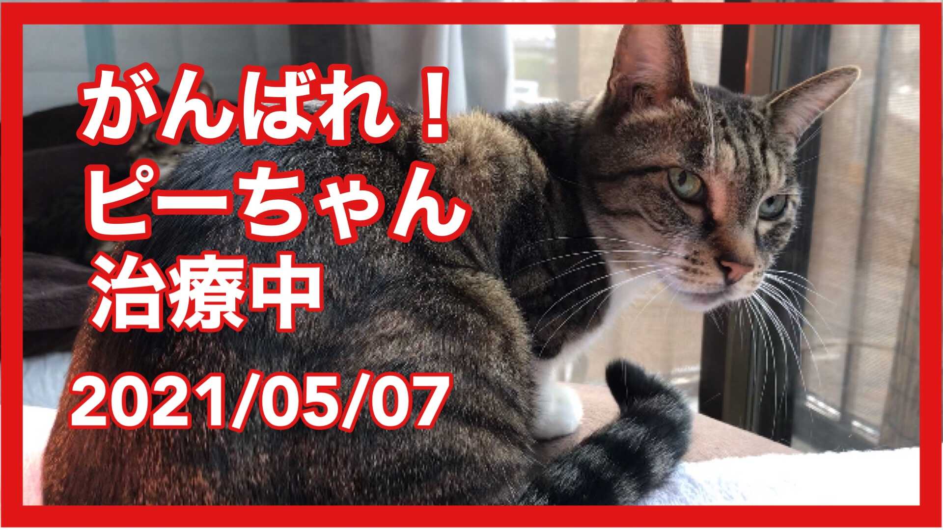 がんばれ ピーちゃん治療中 まったりひだまり 楽天ブログ