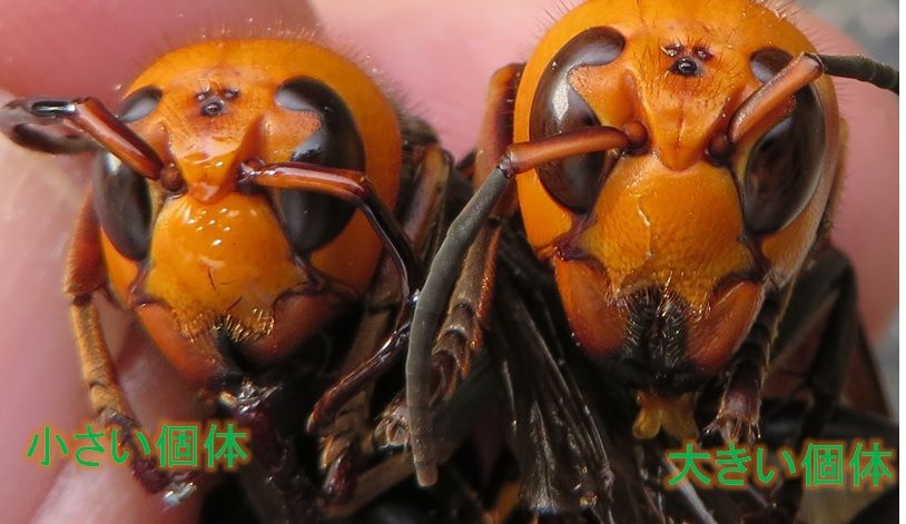 3ページ目の スズメバチ セイやんの養蜂雑記帳 楽天ブログ