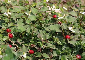 IMG_4838-31.jpg