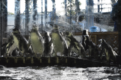 須磨水族館43