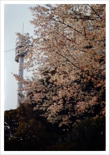 岡村公園の桜