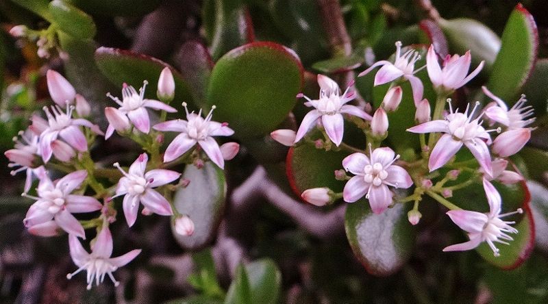 DSC00360 (800x444).jpg