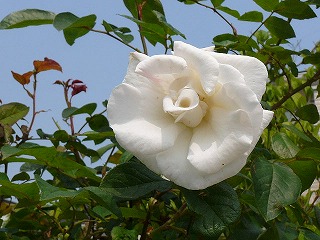 P1290264ss.jpg