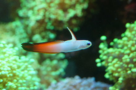 2015_1004ﾊﾀﾀﾃﾊｾﾞ0006.JPG