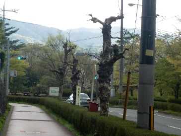 kosame.jpg