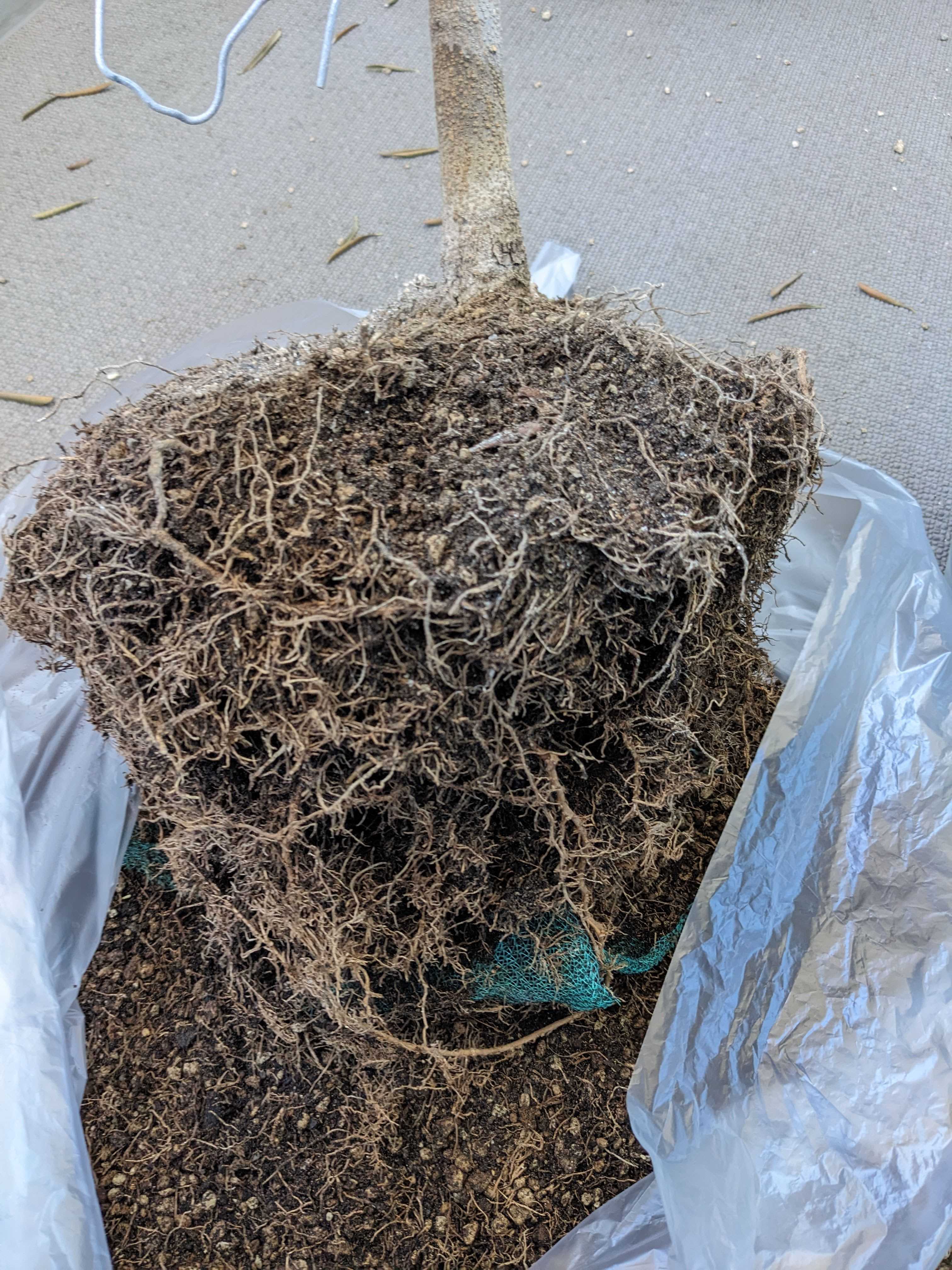 鉢植えオリーブの木　詰まった根っこをほぐしました