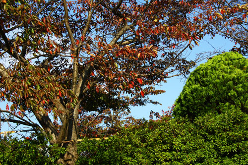 桜の紅葉　27.10.13-3_edited-1.jpg