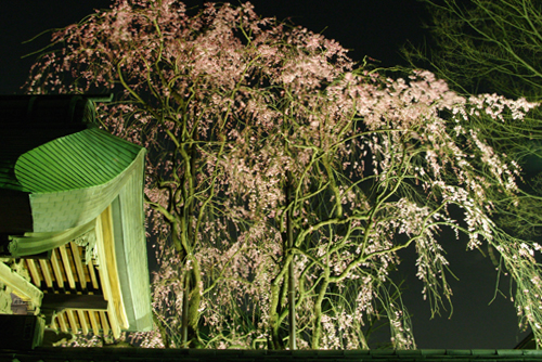 長遠寺の夜桜