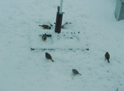 2017-11-21suzume (1).JPG