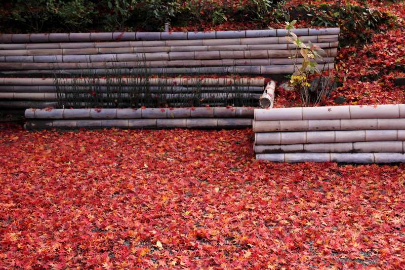 東福寺_003参道敷き紅葉.jpg