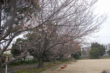 s-DSC_0449.jpg