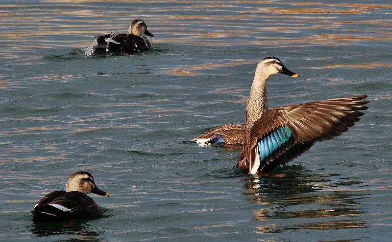 IMG_4485 (800x495).jpg