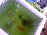 らんちう親魚、注水後2