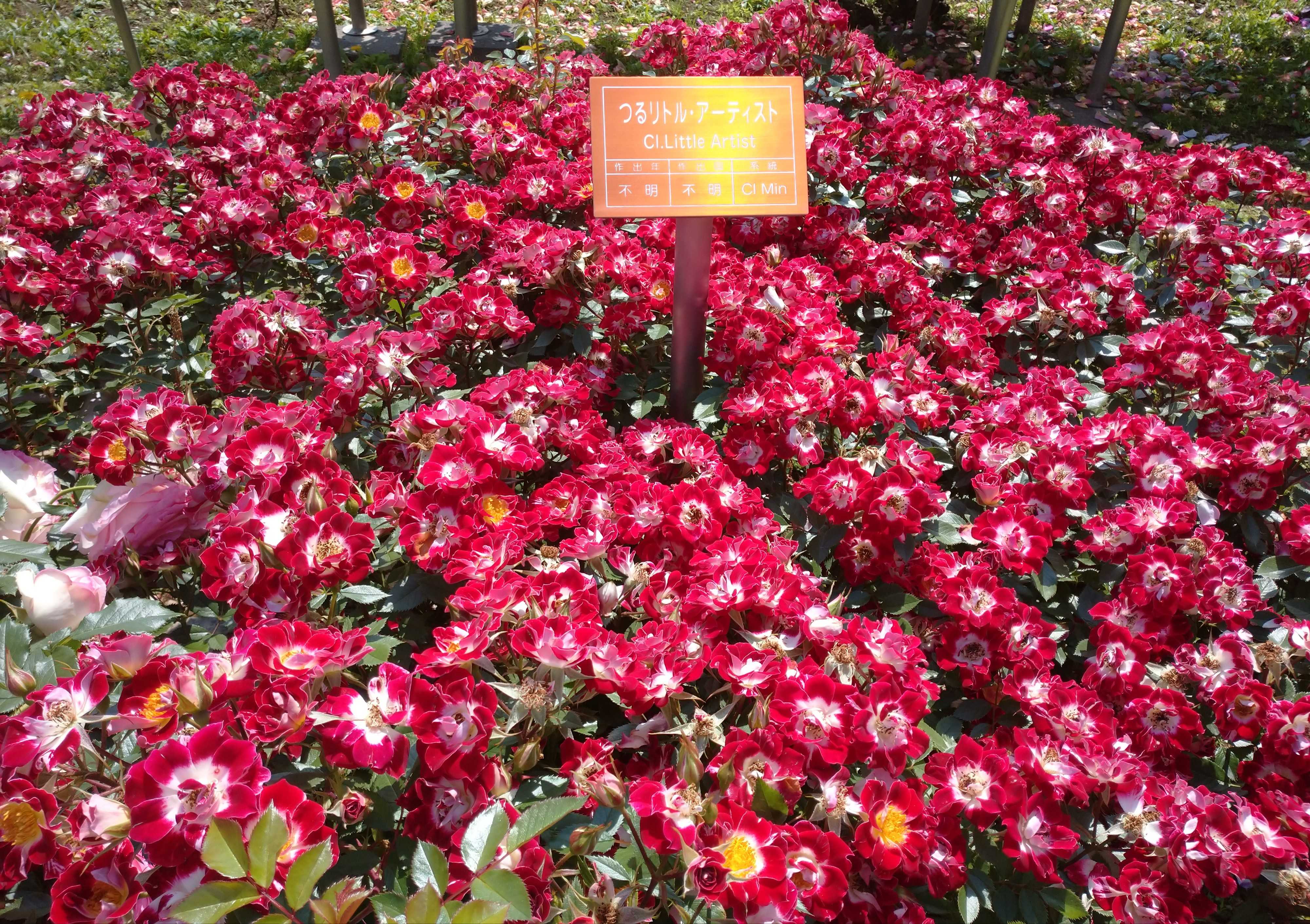 春のバラフェスタ22 神代植物公園 日々のくらし 備忘録 楽天ブログ