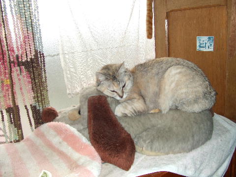 猫４.JPG
