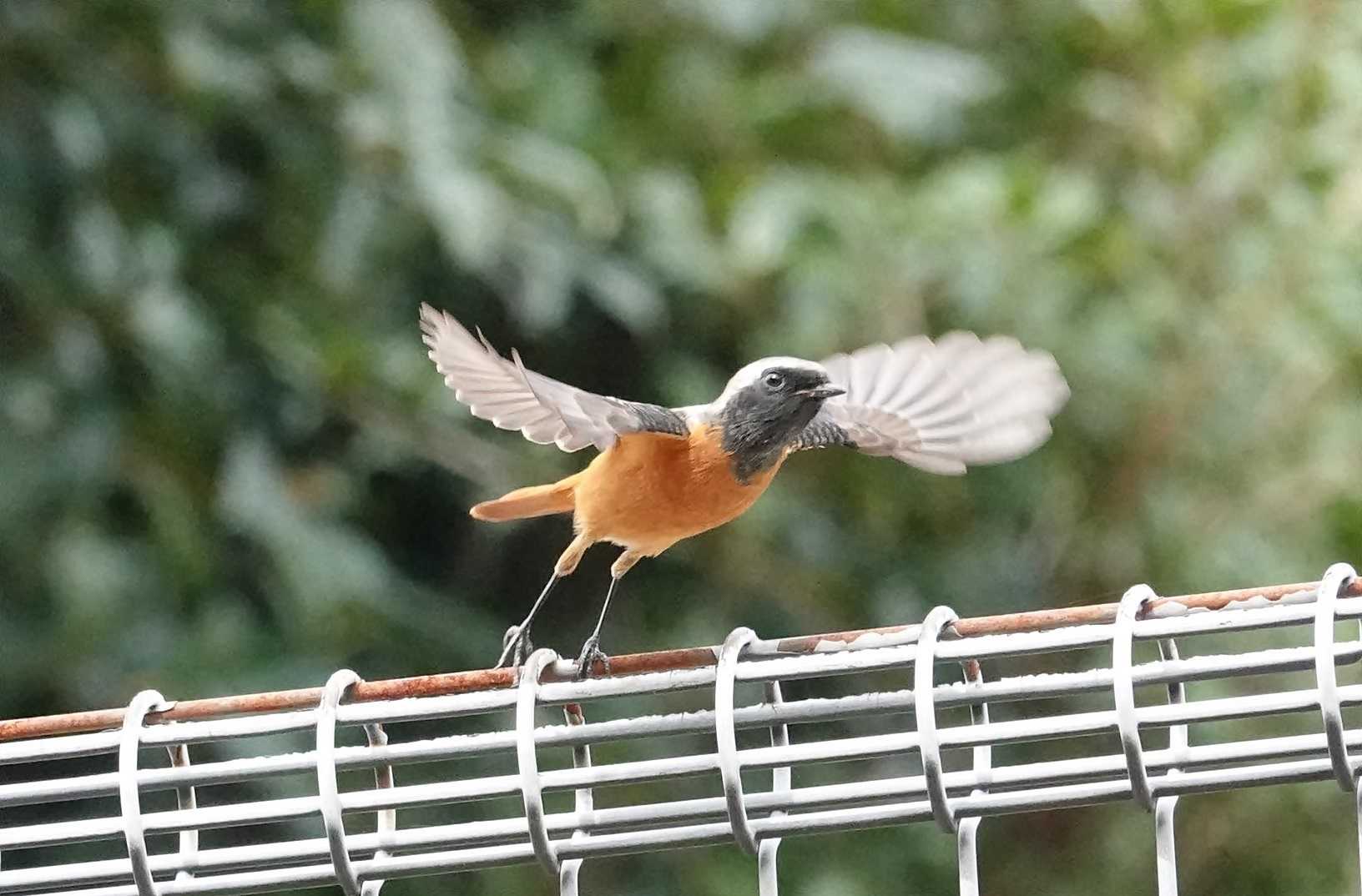 都立小宮公園 都立小宮公園・浅川散歩のブログ 楽天ブログ