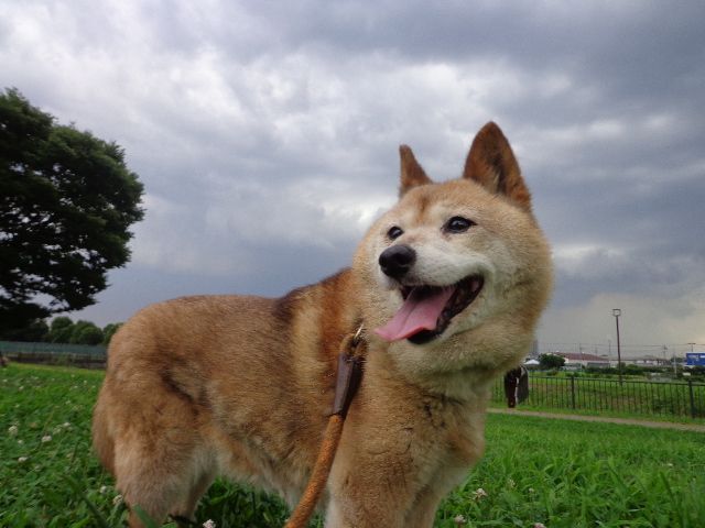 天候の急変 竜巻の貴重な記録です 柴犬 カイ と茶トラ にゃん のブログへようこそ 楽天ブログ