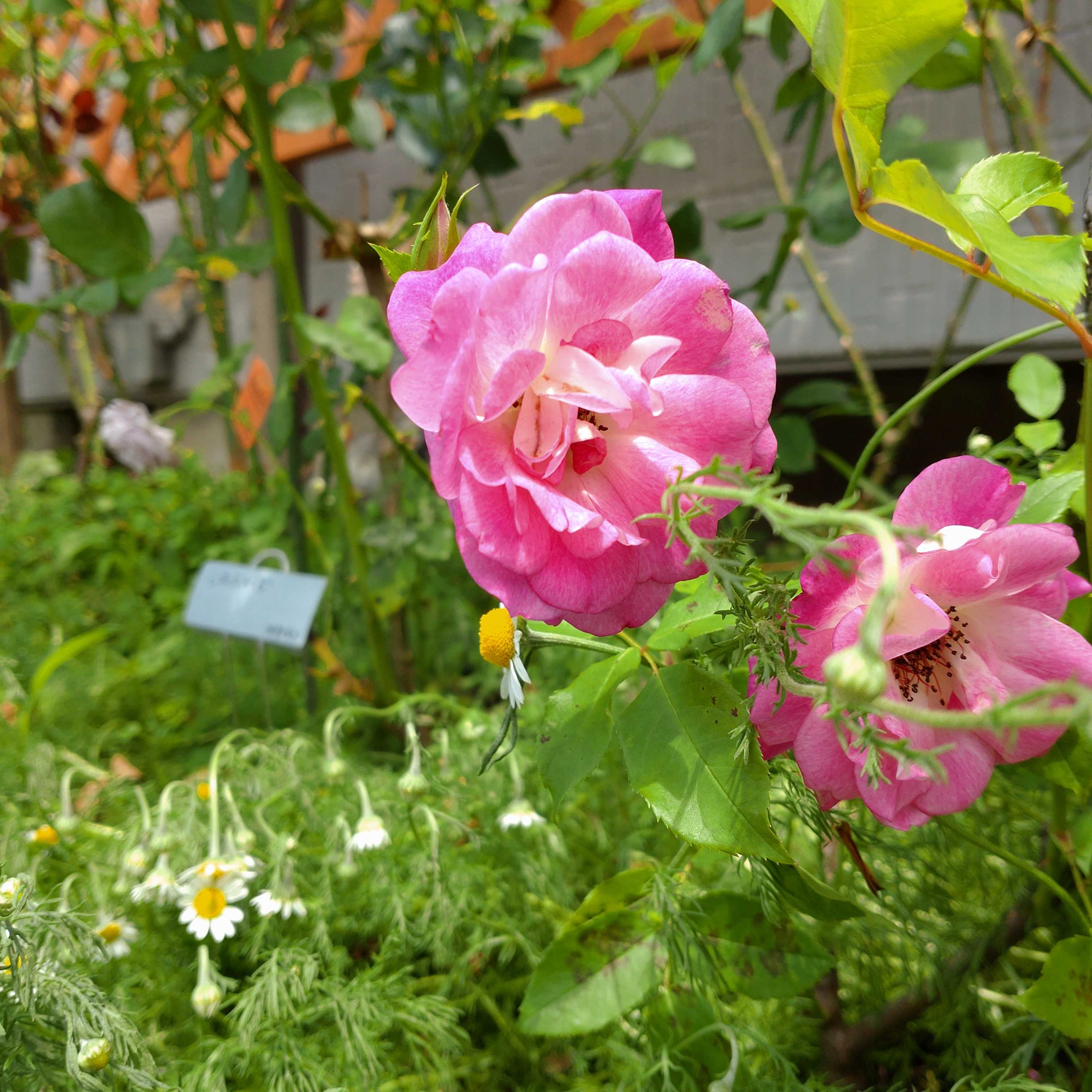 カモミールの絨毯 薔薇とハーブのある暮らし時々家庭菜園 楽天ブログ