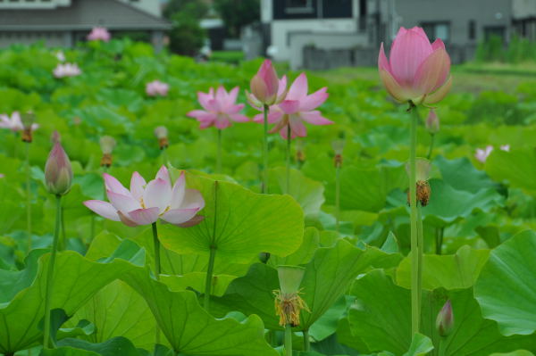 蓮の花