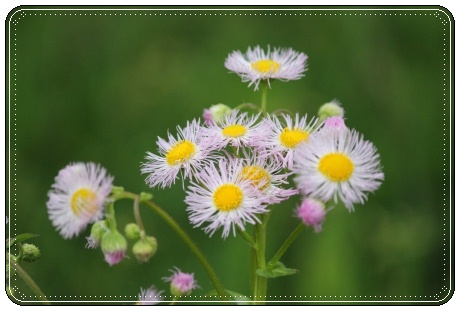 犀川河川敷-7 ハルジオン 13.5.4