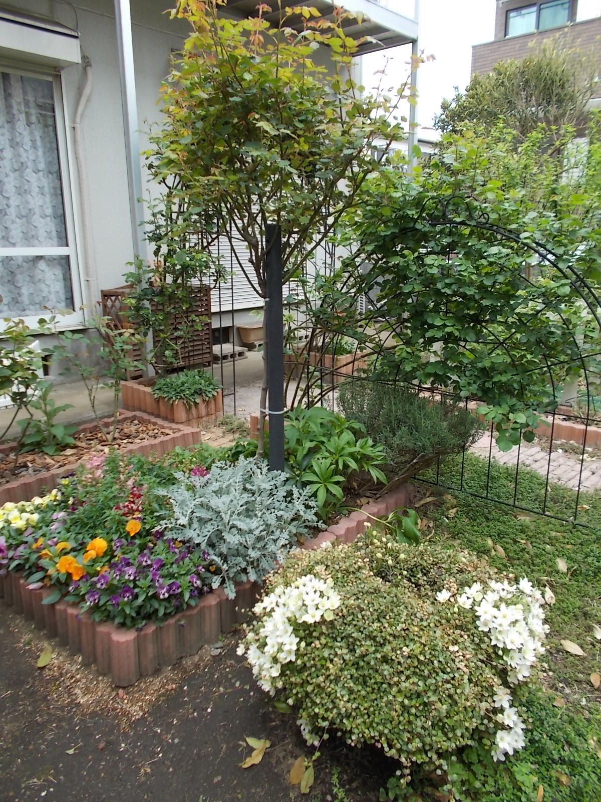 クレマチス カートマニージョー が見頃 バラの害虫対策の話です バラを咲かせることが好き 楽天ブログ