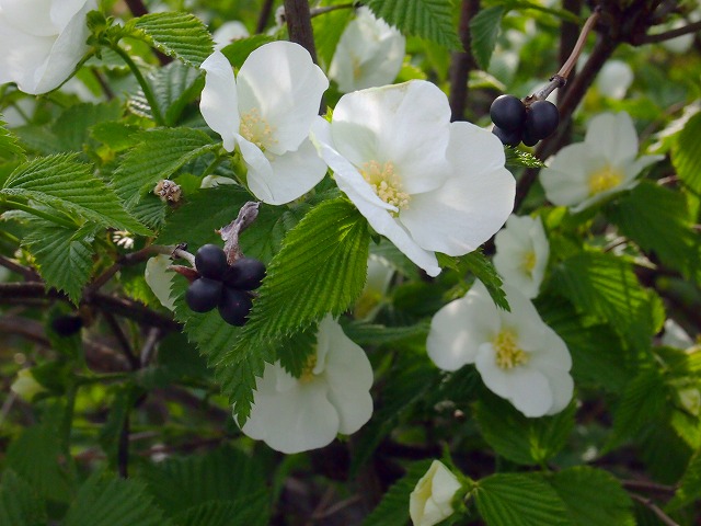 s-p1579.jpg