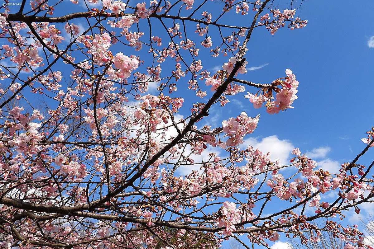 カワヅザクラ（河津桜、バラ科）