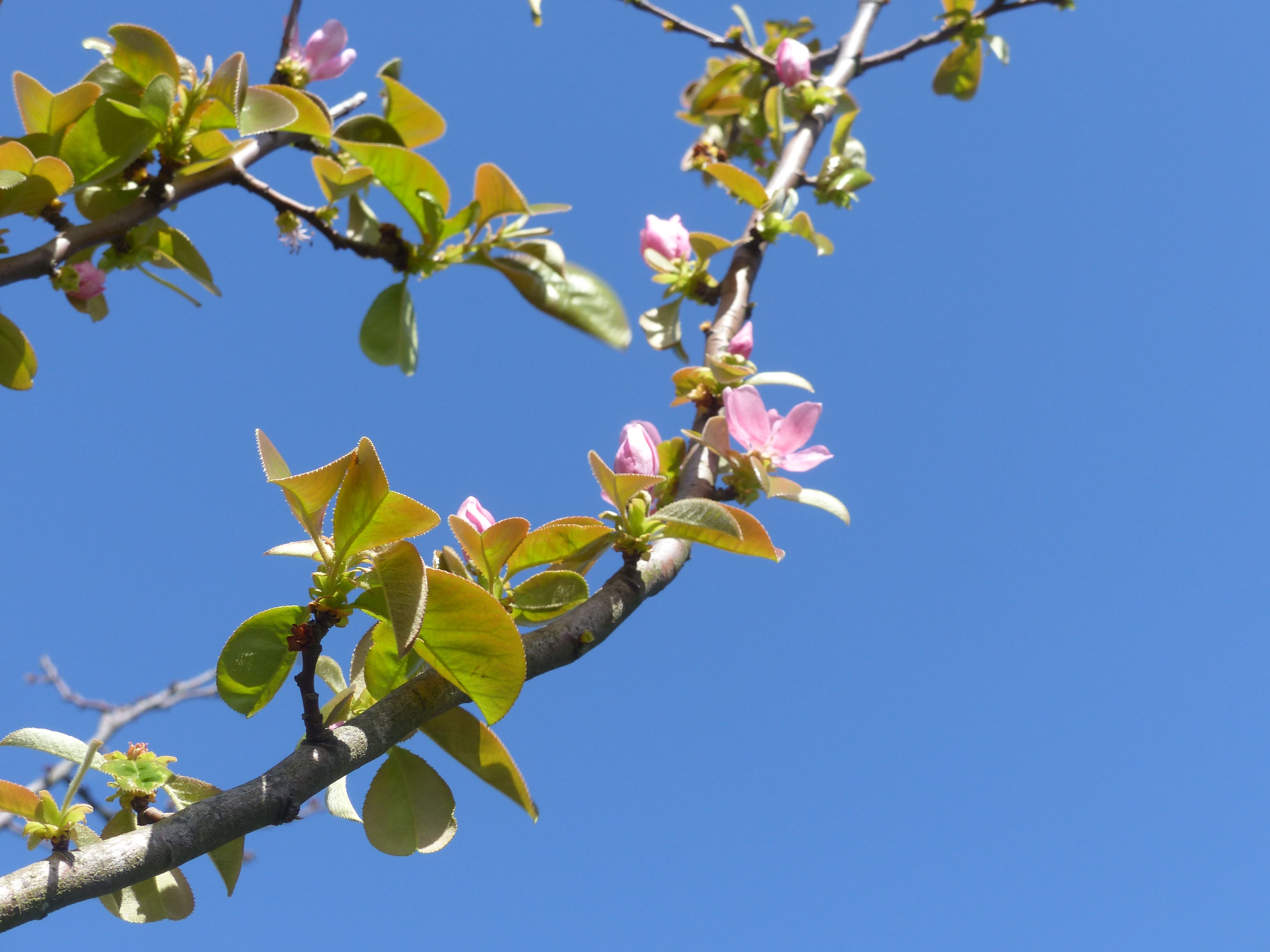 カリンの花が 咲き出したよ オープンガーデン 蕗のとう 楽天ブログ