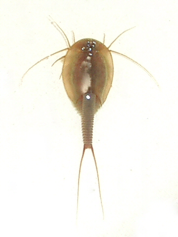 Triopsidae_ja01.jpg