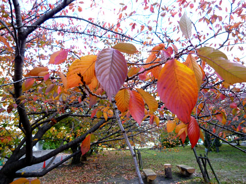 桜紅葉２.jpg