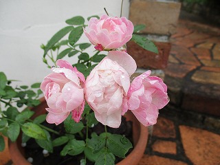 IMG_9893ss.jpg