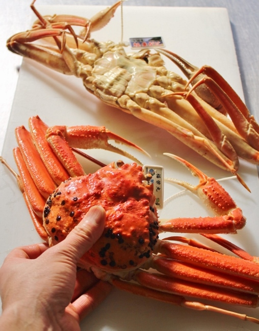 松葉蟹.jpg