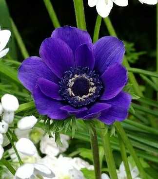 春の青い花コレクション 小さな庭で がんばらないガーデニング ハンギングバスケットやクレマチス バラのある小さな庭 楽天ブログ