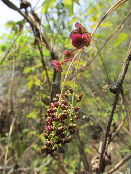 ミツバアケビの花