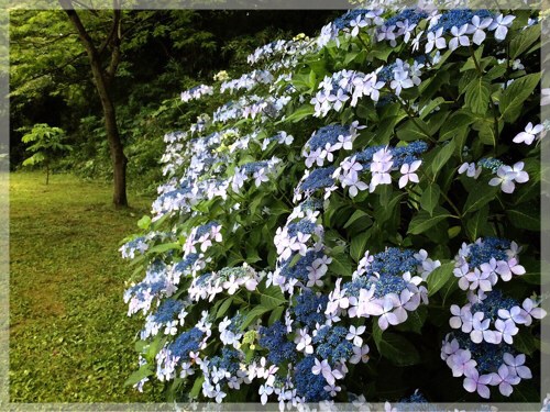 久良岐公園の紫陽花