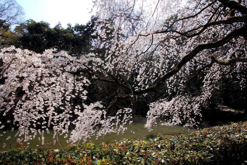 京都御苑_004.jpg