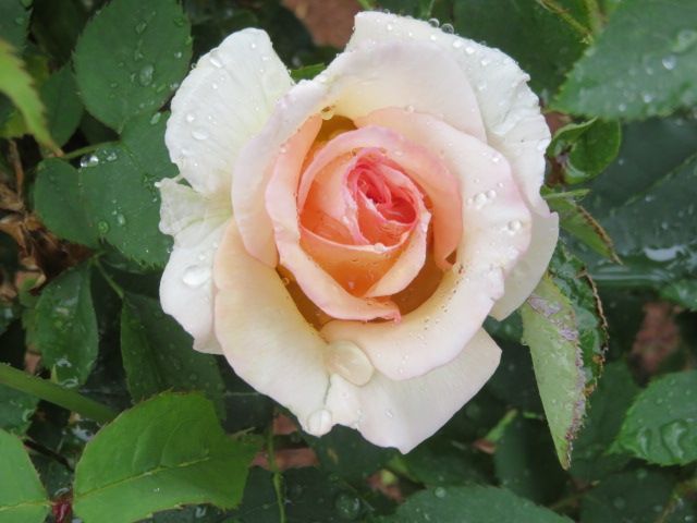 踏んだり蹴ったりの昨日と大忙しの雨上がりの庭とミニバラ ばぁばの薔薇の花園 楽天ブログ